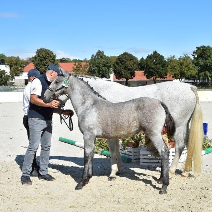 Fohlen-Zucht- und Stutenevaluation mit Arbeitsfähigkeitsprüfung im Lipica Gestüt 27.09.2025