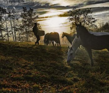 barbana - lipizzans- o-nas (5)