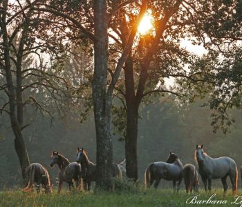 barbana - lipizzans- o-nas (7)