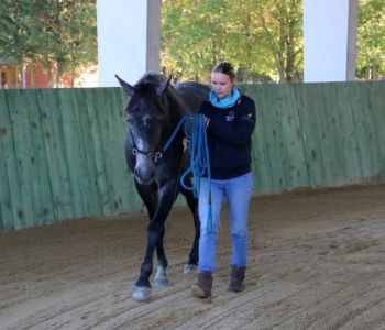 barbana-lipizzans-o-nas-8