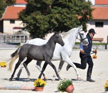 barbana-lipizzans-o-nas-9