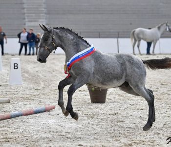 conversANO lipica 2019