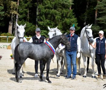 podelitev moška žrebeta (1)